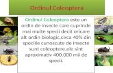 Ordinul Coleoptera (Gîndaci)