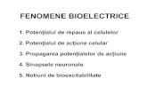 5 Bioelectricitate MG Pp