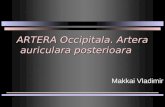 ARTERA Occipitala