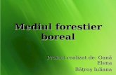 Mediul Forestier Boreal