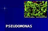 7. PSEUDOMONAS Vibrio h.pylori Campilobacter