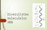Caracteristicile Moleculelor ARN