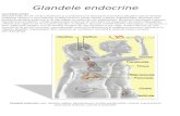 Glandele Endocrine Referat