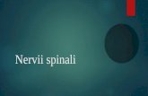 Nervii Spinali