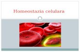 Homeostazia celulara - proiect Biologie