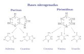 Bases nitrogenadas AdeninaGuaninaCitosinaTiminaUracilo Purinas Pirimidinas.