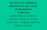 PLANTE SI ANIMALE PROTEJATE DE LEGE  IN ROMANIA NARCISA planta delicata, creste pe