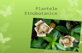 Plantele Etnobotanice