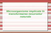 Microorganisme implicate  în transformarea resurselor naturale