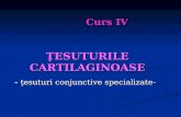ŢESUTURILE CARTILAGINOASE -  ţesuturi conjunctive specializate -