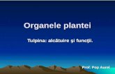 Organele plantei