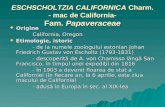 ESCHSCHOLTZIA CALIFORNICA  Charm. - mac  de C alifornia- Fam.  Papaveraceae