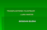 TRANSPLANTAREA PLANTELOR                           -LUNA MARTIE-