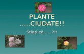 PLANTE …..CIUDATE !!
