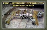 PRRS – SINDROMUL REPRODUCTIV RESPIRATOR SUIN