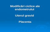 Modificări ciclice ale endometrului Uterul gravid  Placenta