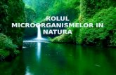 Rolul microorganismelor  in  natura