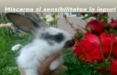Miscarea si sensibilitatea  la  iepuri