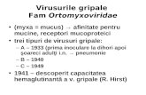Virusurile gripale  Fam  Ortomy xoviridae