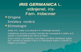 IRIS GERMANICA L. -s t ânjenel, iris- Fam.  Iridaceae