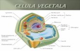 Celula vegetala