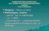 AGERATUM MEXICANUM Sines. (sin. AGERATUM HAUSTONIANUM Mill.) -pufuleţi- Fam. Asteraceae