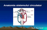 Anatomia sistemului circulator