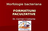 Morfologie bacteriana FORMATIUNI FACULTATIVE