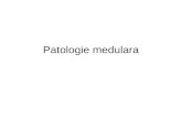 Patologie medulara