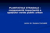PLANTAŢIILE STRADALE – componentă importantă a spaţiului verde public urban