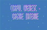 CORPUL OMENESC -  ORGANE INTERNE