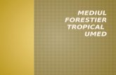 Mediul forestier  tropical   umed
