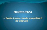 BORELIOZA –  boala  Lyme,  boala muşcăturii  de  căpuşă  –
