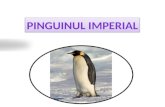 Pinguinul  imperial