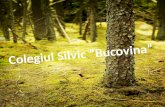 Colegiul Silvic  “Bucovina”