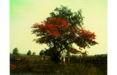 Polaroid De Andrei Tarkovsky