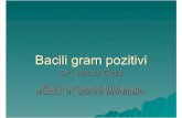 Bacili gram pozitivi2003 (1).ppt