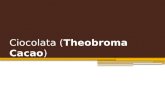 Ciocolata (Theobroma Cacao)