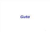 104_Guta - Copie