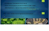 Caracteristicile Microorganismelor de Interes Biotehnologic