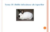 18 Bolile infectioase la iepuri.pptx