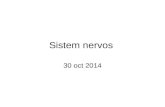 2014 Oct Sistem Nervos