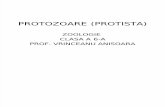 Protozoare (Protista)