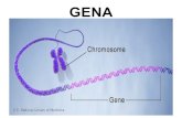 genetica C4-C5