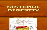 sistemul digestiv.ppt