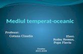 Mediul Temperat Oceanic