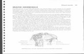 271472533 Anatomie Si Fiziologie Umana Pentru Admitere La Facultatile de Medicina Barron s p2