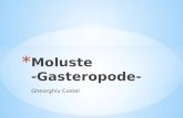 Moluste - Gasteropode