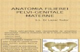 Anatomia Filierei Pelvi-genitale Materne