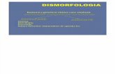 Curs 10 Dismorfologie 2014